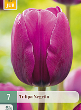 X   7 TULIPA NEGRITA