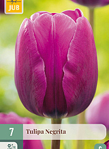 X   7 TULIPA NEGRITA