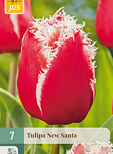 X   7 TULIPA NEW SANTA