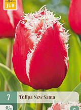 X 7 TULIPA NEW SANTA