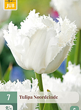 X   7 TULIPA NOORDEINDE