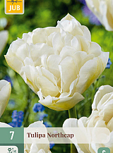 X   7 TULIPA NORTHCAP