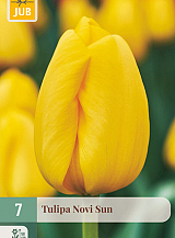 X   7 TULIPA NOVI SUN