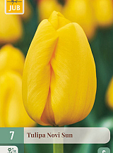 X   7 TULIPA NOVI SUN