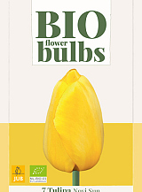 X   7 TULIPA NOVI SUN - BIO