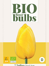 X   7 TULIPA NOVI SUN - BIO