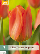 X   7 TULIPA ORANGE EMPEROR