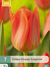 X   7 TULIPA ORANGE EMPEROR