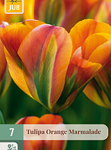X   7 TULIPA ORANGE MARMELADE