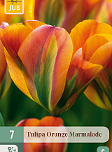 X   7 TULIPA ORANGE MARMALADE