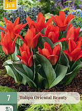 X   7 TULIPA ORIENTAL BEAUTY