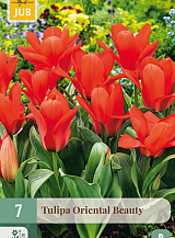 X   7 TULIPA ORIENTAL BEAUTY