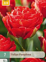 X   7 TULIPA PAMPLONA