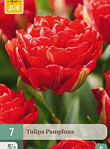X   7 TULIPA PAMPLONA