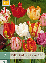 X   7 TULIPA PARKIET MIX