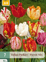 X   7 TULIPA PARKIET MIX