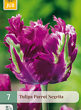 X   7 TULIPA PARROT NEGRITA