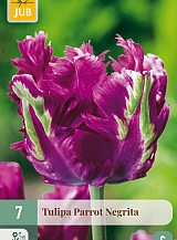 X 7 TULIPA PARROT NEGRITA