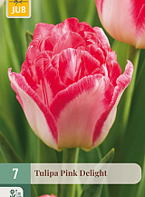 X   7 TULIPA PINK DELIGHT