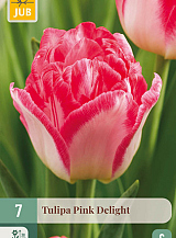 X 7 TULIPA PINK DELIGHT