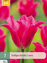 X   7 TULIPA PRETTY LOVE
