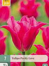 X 7 TULIPA PRETTY LOVE