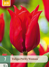 X   7 TULIPA PRETTY WOMAN