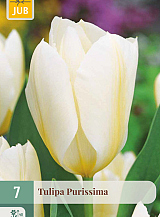 X   7 TULIPA PURISSIMA