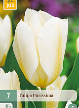 X   7 TULIPA PURISSIMA