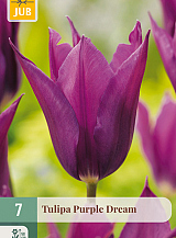 X   7 TULIPA PURPLE DREAM