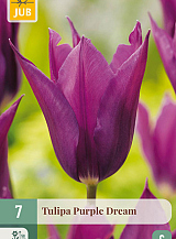X   7 TULIPA PURPLE DREAM