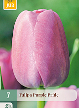 X   7 TULIPA PURPLE PRIDE