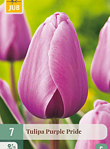 X 7 TULIPA PURPLE PRIDE