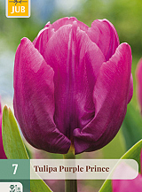 X   7 TULIPA PURPLE PRINCE