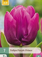 X   7 TULIPA PURPLE PRINCE