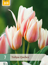 X   7 TULIPA QUEBEC