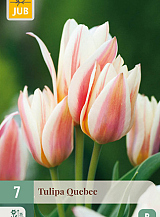 X 7 TULIPA QUEBEC