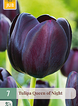 X   7 TULIPA QUEEN OF NIGHT