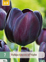 X   7 TULIPA QUEEN OF NIGHT