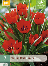 X   7 TULIPA RED HUNTER