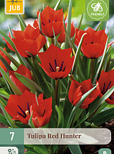 X   7 TULIPA RED HUNTER