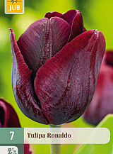 X   7 TULIPA RONALDO