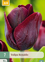 X 7 TULIPA RONALDO