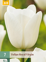 X   7 TULIPA ROYAL VIRGIN