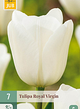 X 7 TULIPA ROYAL VIRGIN