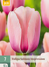 X   7 TULIPA SALMON IMPRESSION