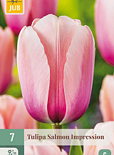 X 7 TULIPA SALMON IMPRESSION