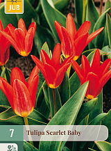 X   7 TULIPA SCARLET BABY