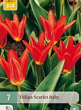 X 7 TULIPA SCARLET BABY