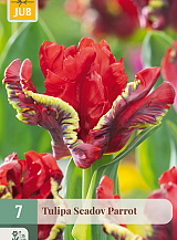 X   7 TULIPA SEADOV PARROT